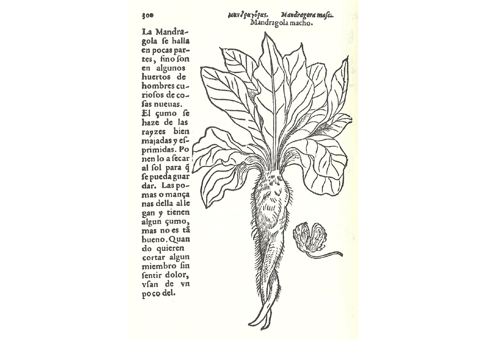 Hª yervas plantas-Fuchs-Jarava-de Laet- Incunables Libros Antiguos-libro facsímil-Vicent García Editores-7 Mandragora.
